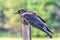 Rumpled Raven On Fencepost With Out Of Focus Background
