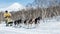 Run Alaskan Sled Dog team Kamchatka musher Vladislav Revenok