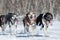 Run Alaskan Sled Dog team. Kamchatka Sled Dog Race Beringia, Russia