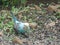 Runaway Budgie or Common Parakeet 2