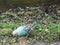 Runaway Budgie or Common Parakeet 3