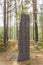 Runestone with inscriptions of futhark runes in red color in the pine woods in Sweden