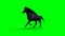 Runing black horse. Green screen isolate. 3d rendering.