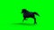 Runing black horse. Green screen realistic animation.