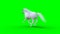 Runing white horse. Green screen. 3d rendering.