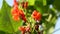 Runner bean, Phaseolus coccineus