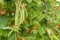 Runner bean phaseolus coccineus plant