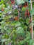 Runner bean row