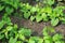 Runner bean seedlings.