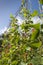 Runner Bean Stalks