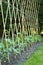 Runner beans on bamboo canes