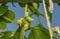 Runner Beans climbing up strings in the sunshine