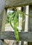 Runner Beans on a Gray Wood Trellis