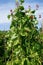 Runner beans growing in the garden