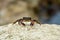 The runner crab eating microorganisms on the rocks of the adriatic sea