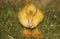 Runner duck chick in the grass