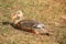 Runner duck sitting in the meadow of the farm