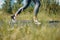 Runner woman in running shoes closeup of woman sporty legs. Female jogging.