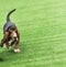 Running adult brown dog Basset Hound on a green covering