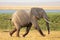 Running African elephant