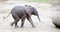 Running african elephant baby