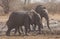 Running african elephant youngsters