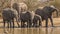 Running african elephant youngsters