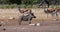 Running african pig Warthog, Africa safari wildlife