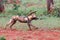 Running african wild dog