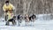 Running Alaskan Sled Dog team Kamchatka musher. Russian Cup of Sled Dog Race, Kamchatka Sled Dog Racing Beringia