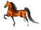 Running American Saddlebred horse