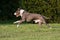 Running American staffordshire terrie