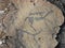 Running animals petroglyphs carved in rocks