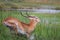 Running antelope Waterbuck