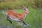 running antelope Waterbuck