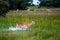 Running antelope Waterbuck