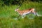 Running antelope Waterbuck Kobus ellipsiprymnus