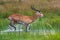 Running antelope Waterbuck Kobus ellipsiprymnus