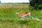 Running antelope Waterbuck Kobus ellipsiprymnus