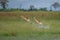 running antelope Waterbuck (Kobus ellipsiprymnus)