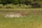 running antelope Waterbuck (Kobus ellipsiprymnus)