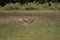 running antelope Waterbuck (Kobus ellipsiprymnus)