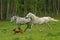 Running Arabian horses and dog, Shagya arab