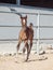 Running arabian little foal. Israel