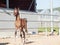 Running arabian little foal. Israel