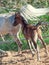 Running arabian little foal with mom. Israel