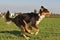 Running, australian shepherd