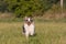 Running australian shepherd on meadow