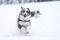 Running australian shepherd during winter