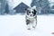 Running australian shepherd during winter